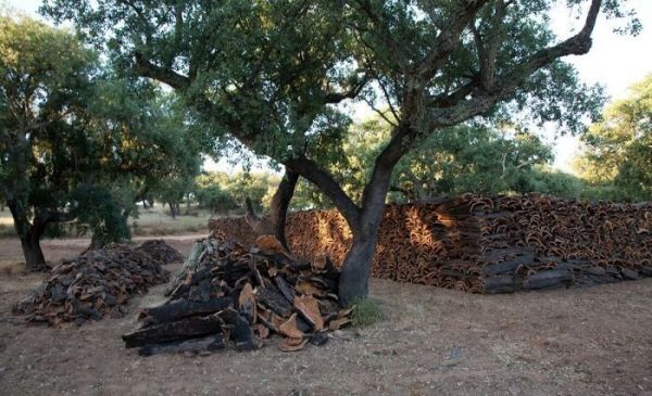 Pourquoi le liège naturel ne serait-il pas un autre exemple de greenwashing ?