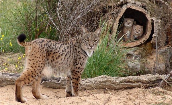 Comment les forêts de liège favorisent la conservation des espèces