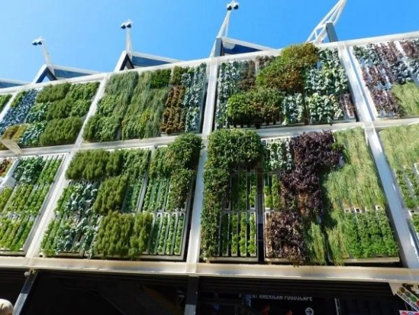 Mur végétal - une merveilleuse mode pour les jardins verticaux